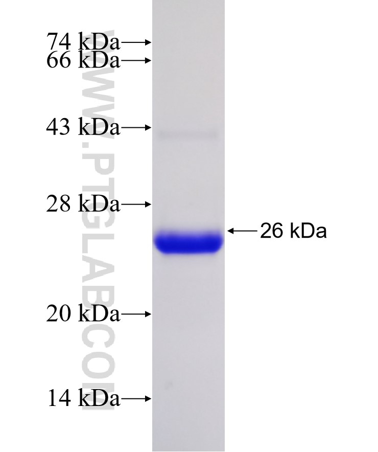SOX30 fusion protein Ag31172 SDS-PAGE