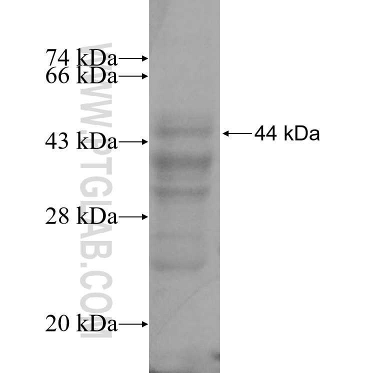 SOX30 fusion protein Ag4110 SDS-PAGE