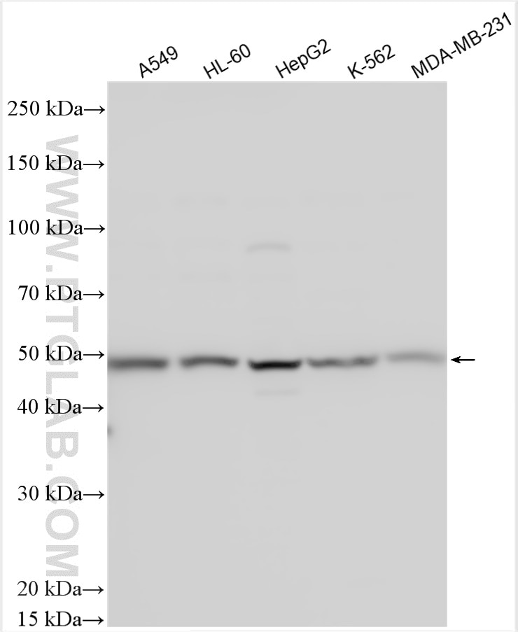 Western Blot (WB) analysis of various lysates using SOX4 Polyclonal antibody (27414-1-AP)