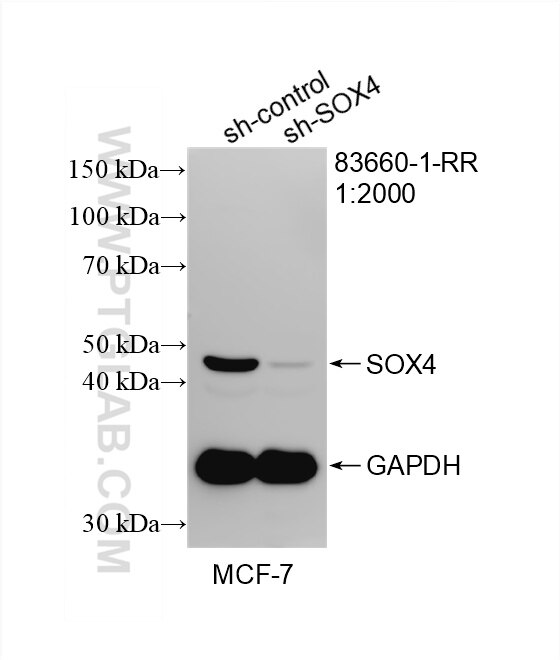Western Blot (WB) analysis of MCF-7 cells using SOX4 Recombinant antibody (83660-1-RR)