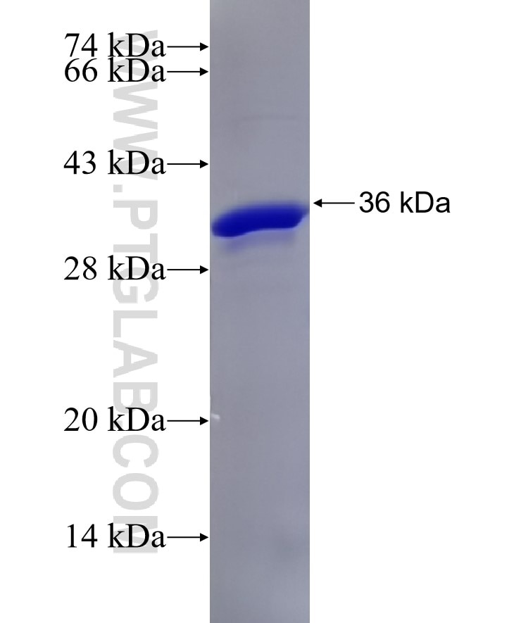 SOX4 fusion protein Ag26583 SDS-PAGE