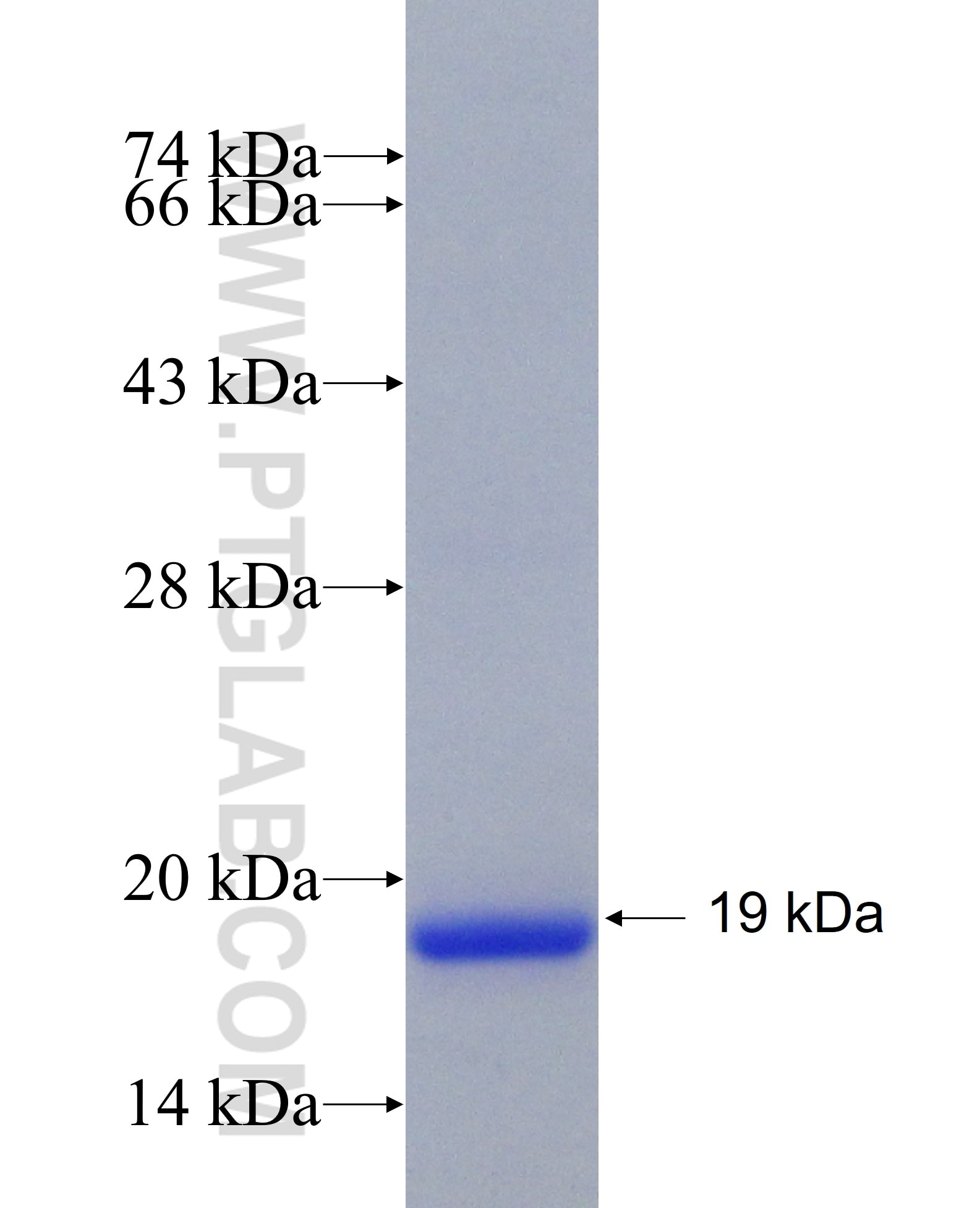 SOX4 fusion protein Ag26613 SDS-PAGE