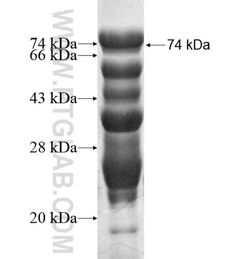SOX4 fusion protein Ag12333 SDS-PAGE