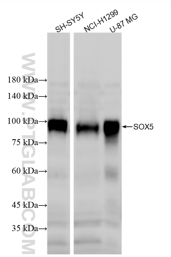 WB analysis using 86619-2-RR (same clone as 86619-2-PBS) Western Blot (WB) analysis of various lysates using SOX5 Recombinant monoclonal antibody (86619-2-RR)