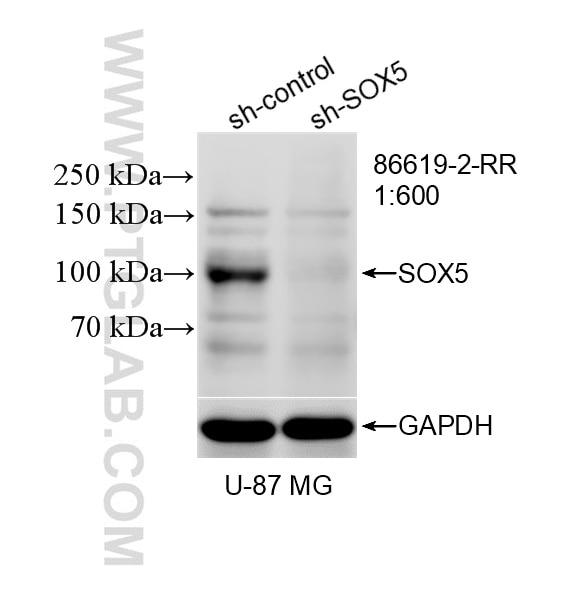 WB analysis of U-87 MG using 86619-2-RR (same clone as 86619-2-PBS) Western Blot (WB) analysis of U-87 MG cells using SOX5 Recombinant monoclonal antibody (86619-2-RR)