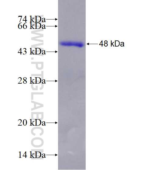SOX5 fusion protein Ag14482 SDS-PAGE