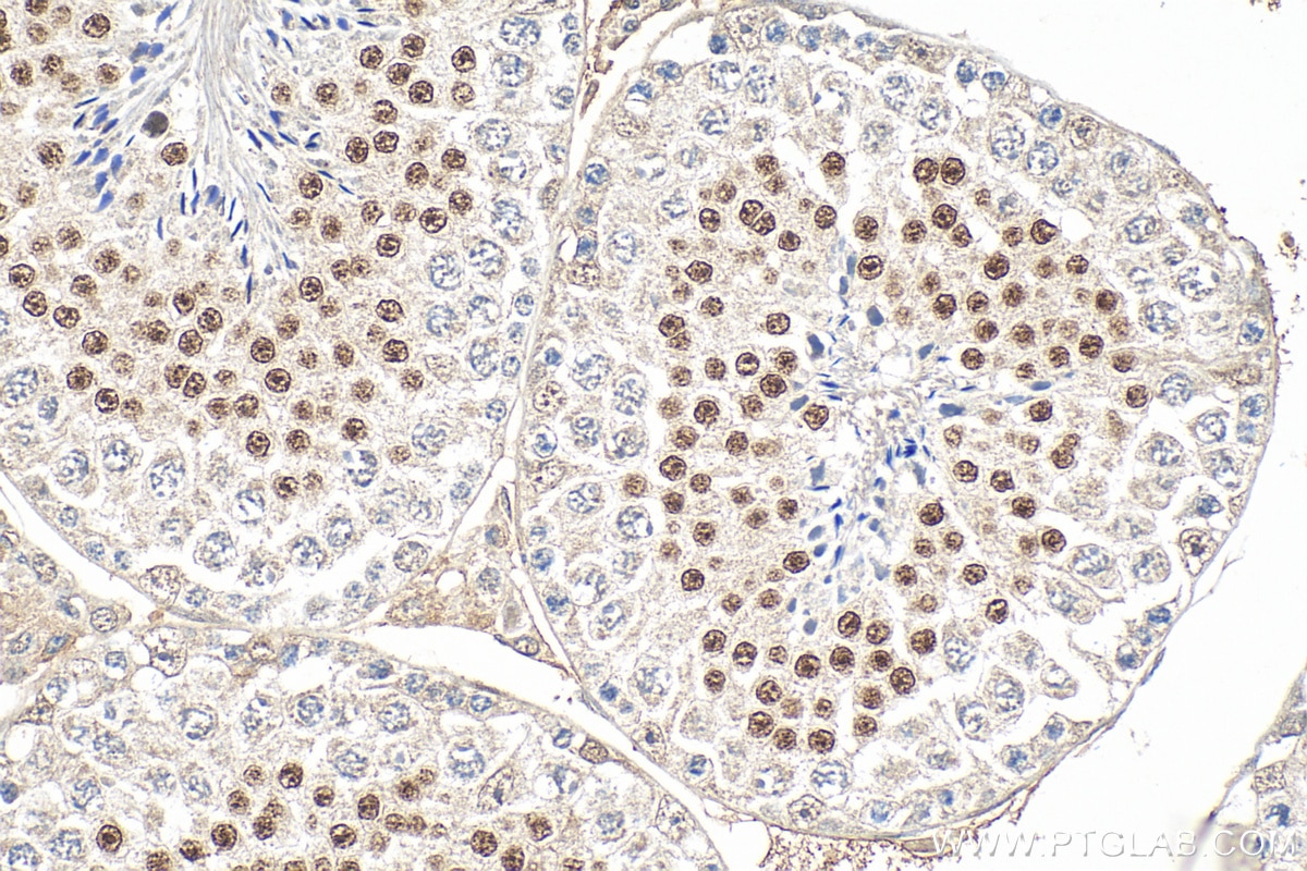 Immunohistochemistry (IHC) staining of mouse testis tissue using SOX6 Polyclonal antibody (14010-1-AP)