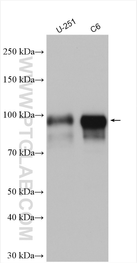 Western Blot (WB) analysis of various lysates using SOX6 Polyclonal antibody (14010-1-AP)