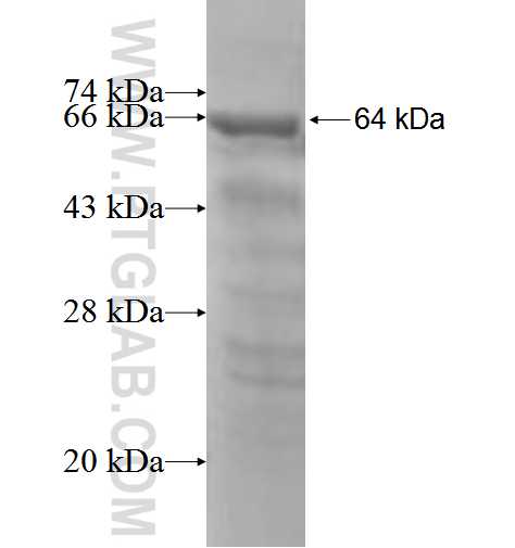 SOX6 fusion protein Ag5111 SDS-PAGE