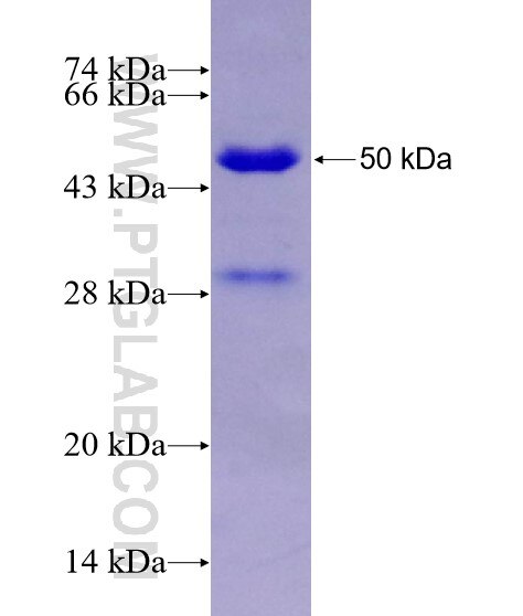 SOX6 fusion protein Ag5794 SDS-PAGE
