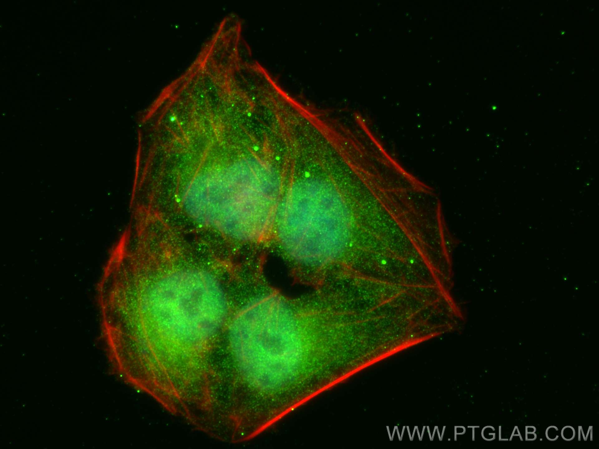 Immunofluorescence (IF) / fluorescent staining of U2OS cells using SOX7 Polyclonal antibody (23925-1-AP)