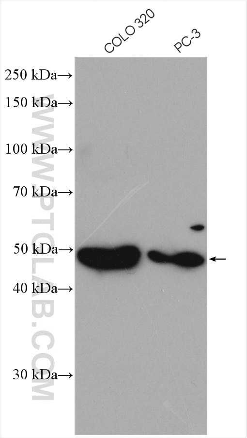 Western Blot (WB) analysis of various lysates using SOX7 Polyclonal antibody (23925-1-AP)