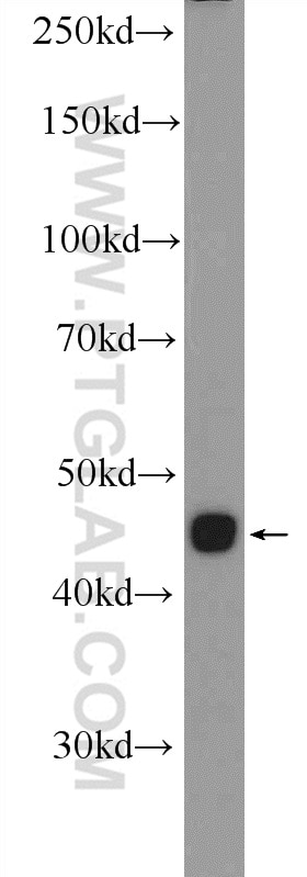 Western Blot (WB) analysis of mouse heart tissue using SOX7 Polyclonal antibody (23925-1-AP)