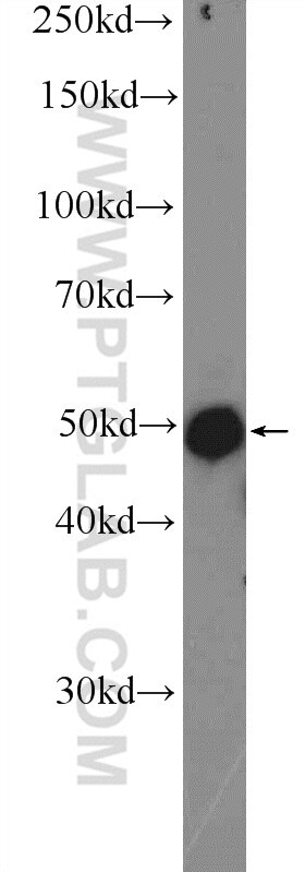 Western Blot (WB) analysis of COLO 320 cells using SOX7 Polyclonal antibody (23925-1-AP)