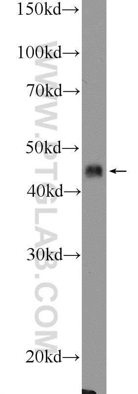 Western Blot (WB) analysis of mouse heart tissue using SOX7 Polyclonal antibody (23925-1-AP)