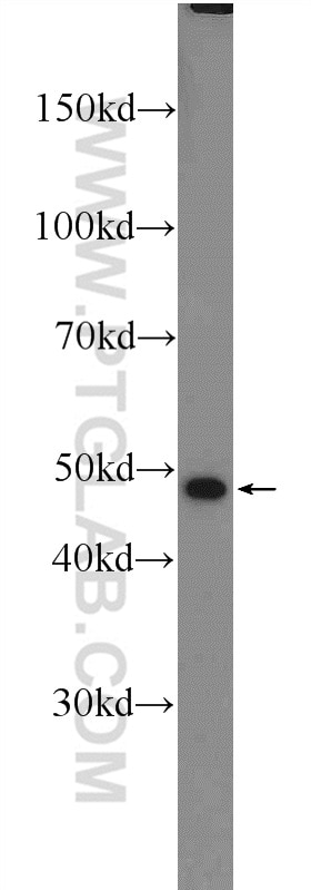 Western Blot (WB) analysis of PC-3 cells using SOX7 Polyclonal antibody (23925-1-AP)