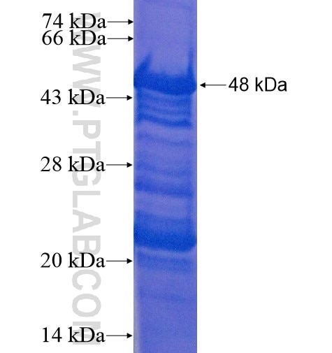 SOX7 fusion protein Ag10323 SDS-PAGE