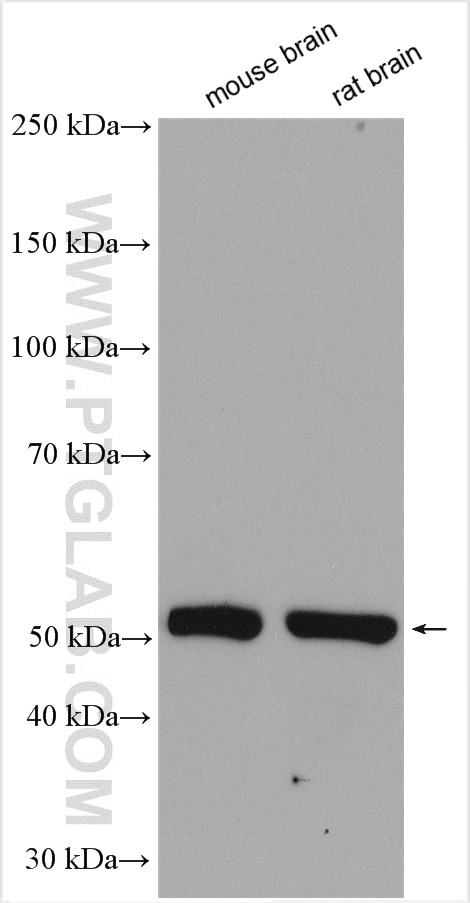 Western Blot (WB) analysis of various lysates using SOX8 Polyclonal antibody (20627-1-AP)