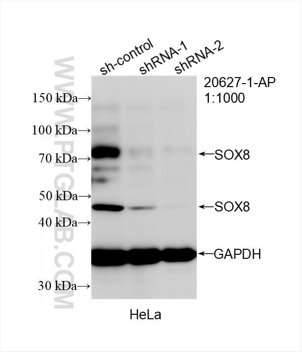 Western Blot (WB) analysis of HeLa cells using SOX8 Polyclonal antibody (20627-1-AP)