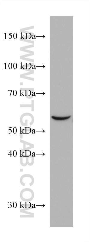 Western Blot (WB) analysis of Caco-2 cells using SOX9 Monoclonal antibody (67439-1-Ig)