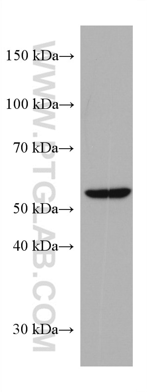 Western Blot (WB) analysis of HT-29 cells using SOX9 Monoclonal antibody (67439-1-Ig)