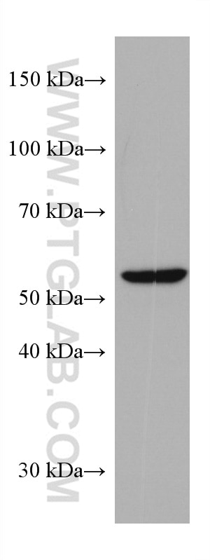 WB analysis of HT-29 using 67439-1-Ig