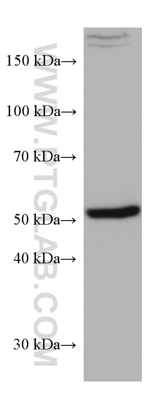 Western Blot (WB) analysis of human placenta tissue using SOX9 Monoclonal antibody (67439-1-Ig)