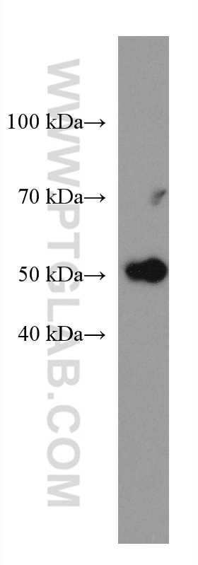 Western Blot (WB) analysis of HT-29 cells using SOX9 Monoclonal antibody (67439-1-Ig)