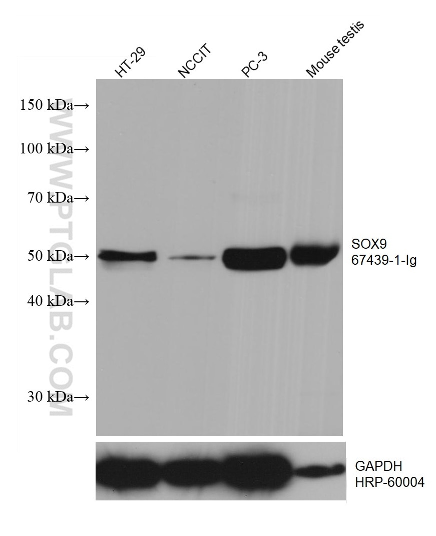 Western Blot (WB) analysis of various lysates using SOX9 Monoclonal antibody (67439-1-Ig)