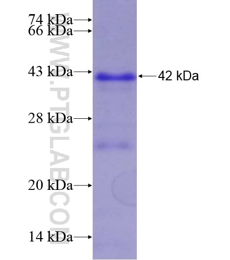 SOX9 fusion protein Ag28620 SDS-PAGE