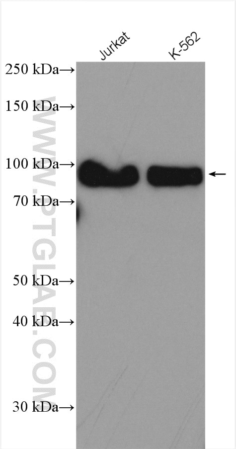 Western Blot (WB) analysis of various lysates using SP1 Polyclonal antibody (21962-1-AP)