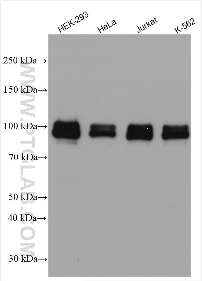 Western Blot (WB) analysis of various lysates using SP1 Polyclonal antibody (21962-1-AP)