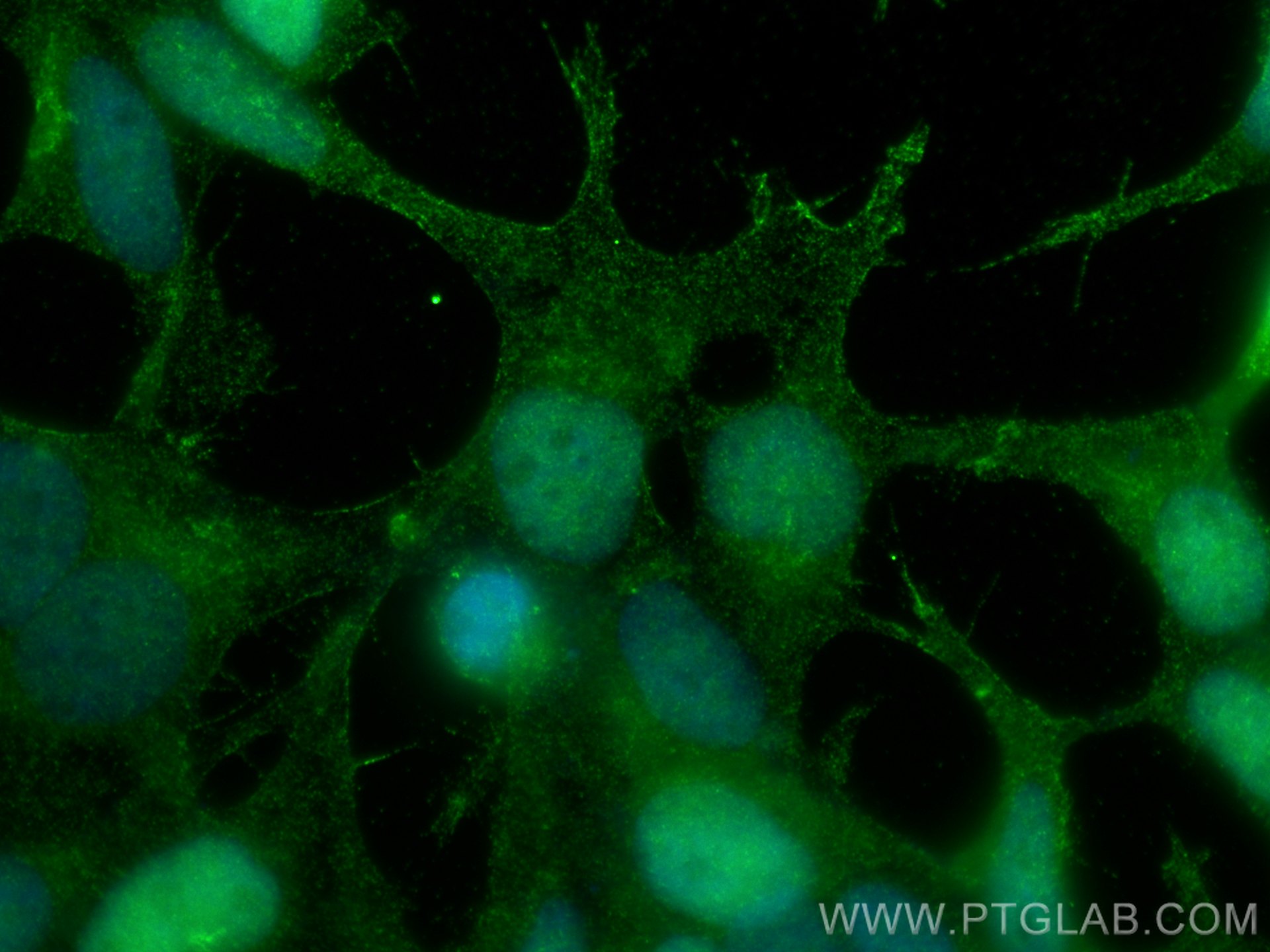 Immunofluorescence (IF) / fluorescent staining of HEK-293 cells using SP1 Monoclonal antibody (66508-1-Ig)