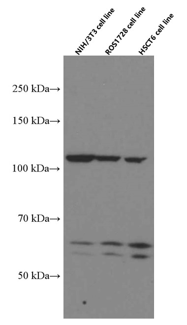 Western Blot (WB) analysis of NIH/3T3 cells using SP1 Monoclonal antibody (66508-1-Ig)