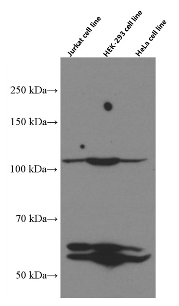 Western Blot (WB) analysis of various lysates using SP1 Monoclonal antibody (66508-1-Ig)