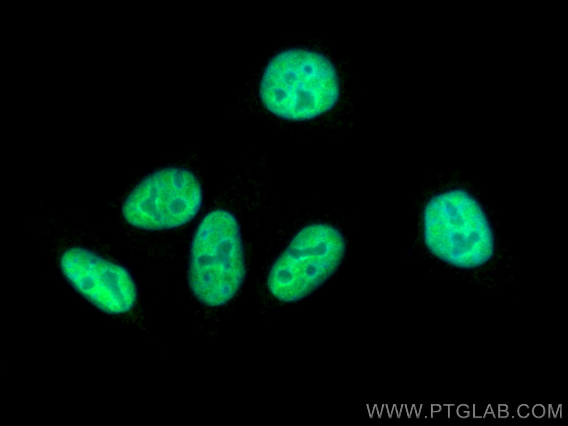 Immunofluorescence (IF) / fluorescent staining of HepG2 cells using CoraLite® Plus 488-conjugated SP1 Polyclonal antib (CL488-21962)