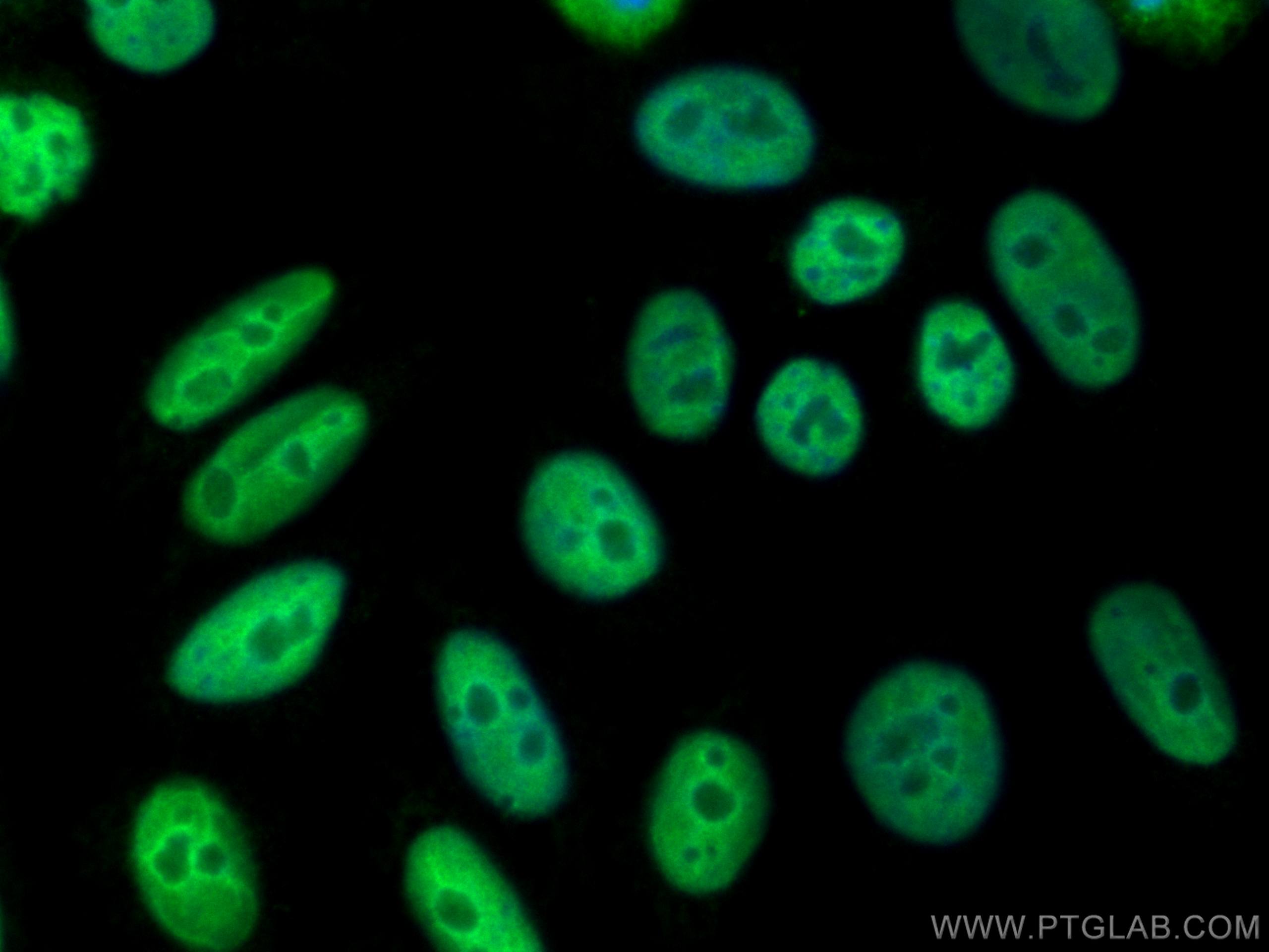 IF Staining of HepG2 using CL488-21962