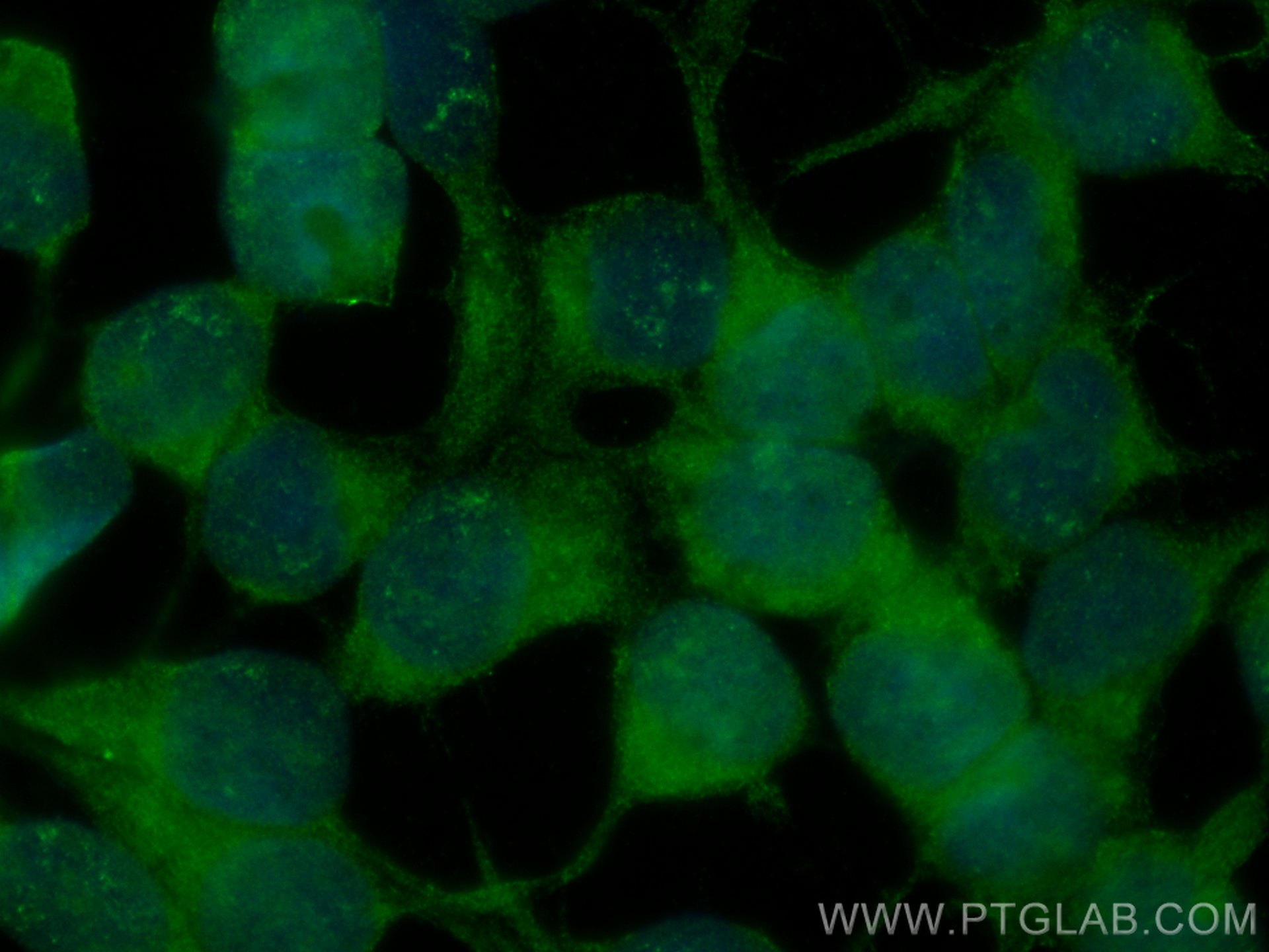 Immunofluorescence (IF) / fluorescent staining of HEK-293 cells using CoraLite® Plus 488-conjugated SP1 Monoclonal antib (CL488-66508)