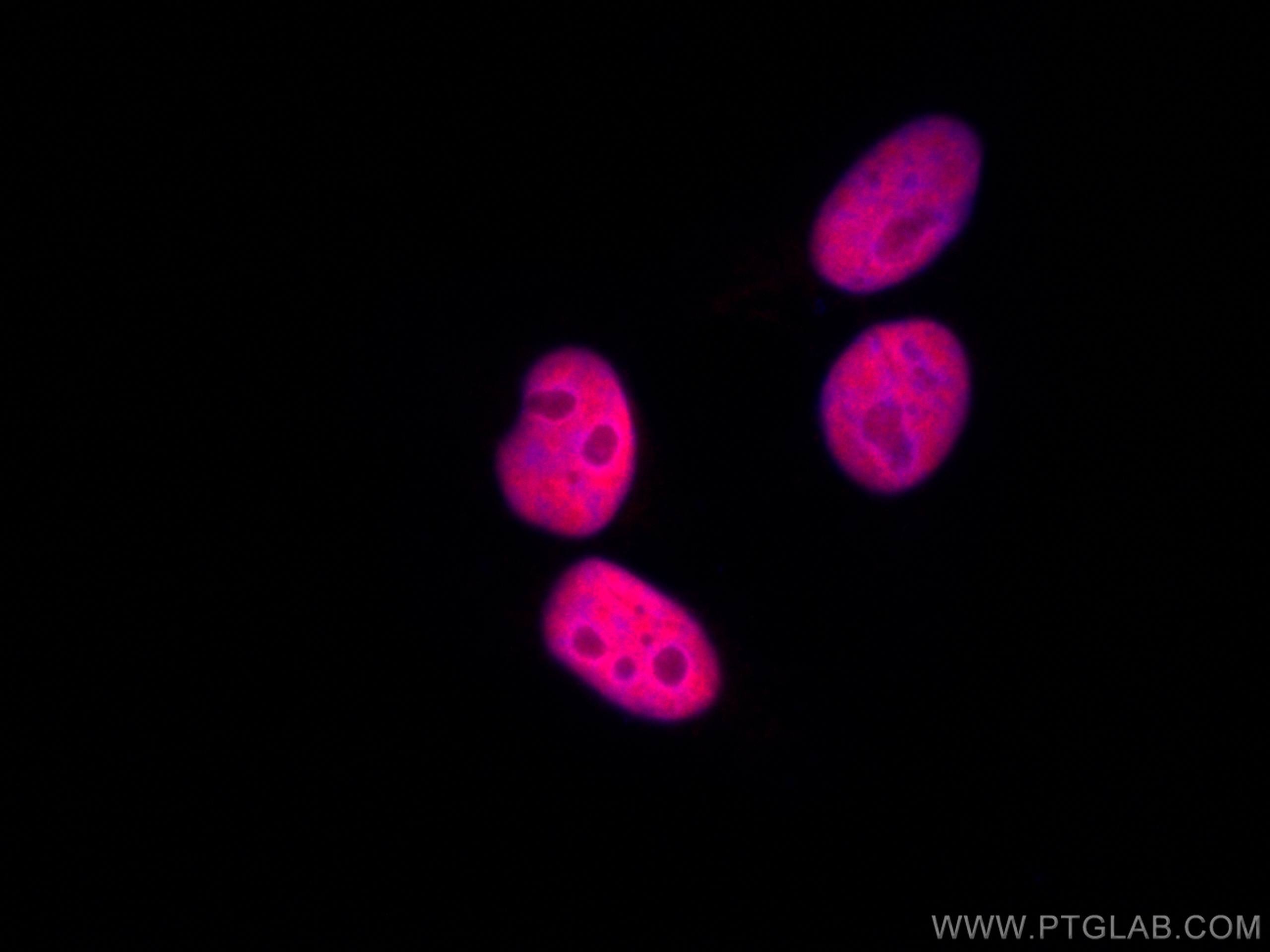 Immunofluorescence (IF) / fluorescent staining of HepG2 cells using CoraLite®594-conjugated SP1 Polyclonal antibody (CL594-21962)