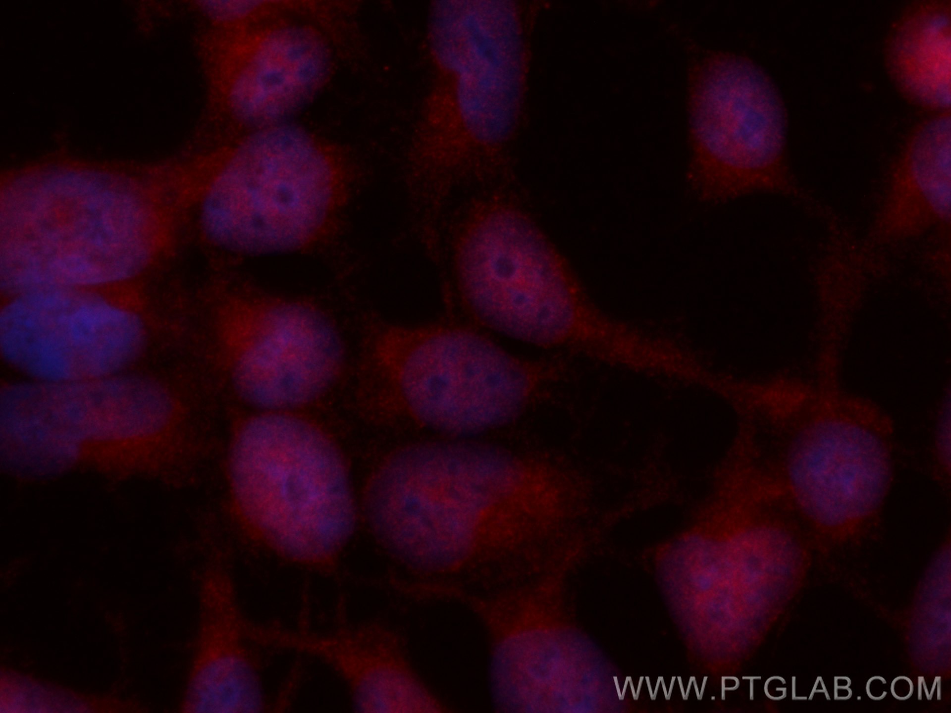 Immunofluorescence (IF) / fluorescent staining of HEK-293 cells using CoraLite®594-conjugated SP1 Monoclonal antibody (CL594-66508)