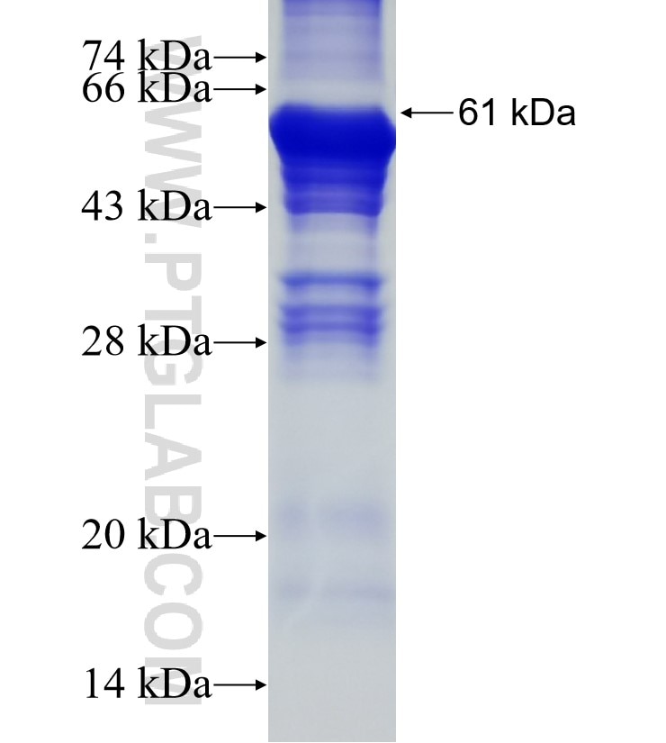 SP1 fusion protein Ag16720 SDS-PAGE