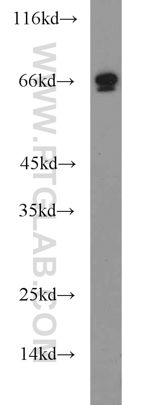 Western Blot (WB) analysis of K-562 cells using SP110 Polyclonal antibody (11502-1-AP)