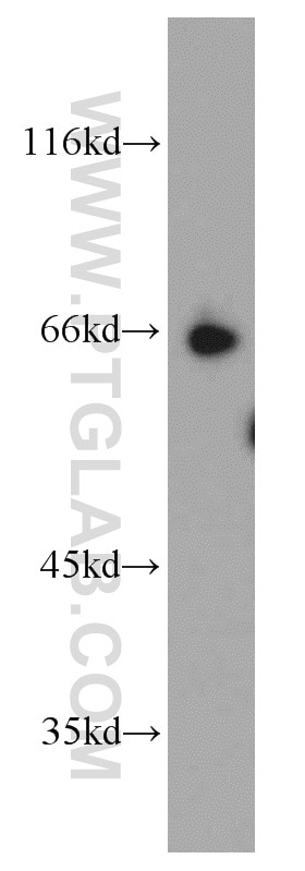 Western Blot (WB) analysis of PC-3 cells using SP110 Polyclonal antibody (11502-1-AP)