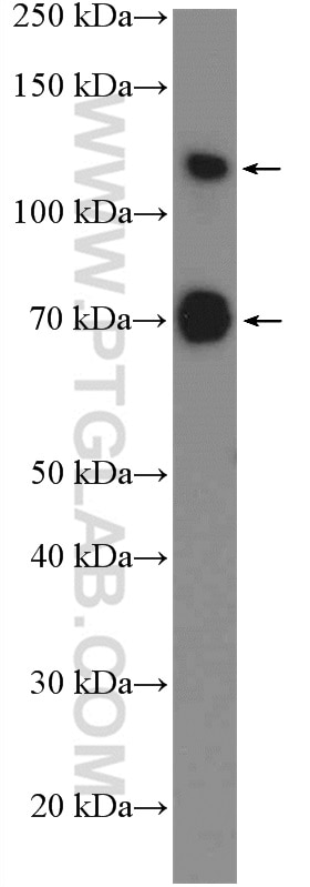 Western Blot (WB) analysis of PC-3 cells using SP3 Polyclonal antibody (26584-1-AP)