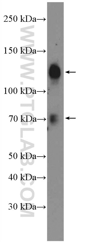 Western Blot (WB) analysis of C2C12 cells using SP3 Polyclonal antibody (26584-1-AP)