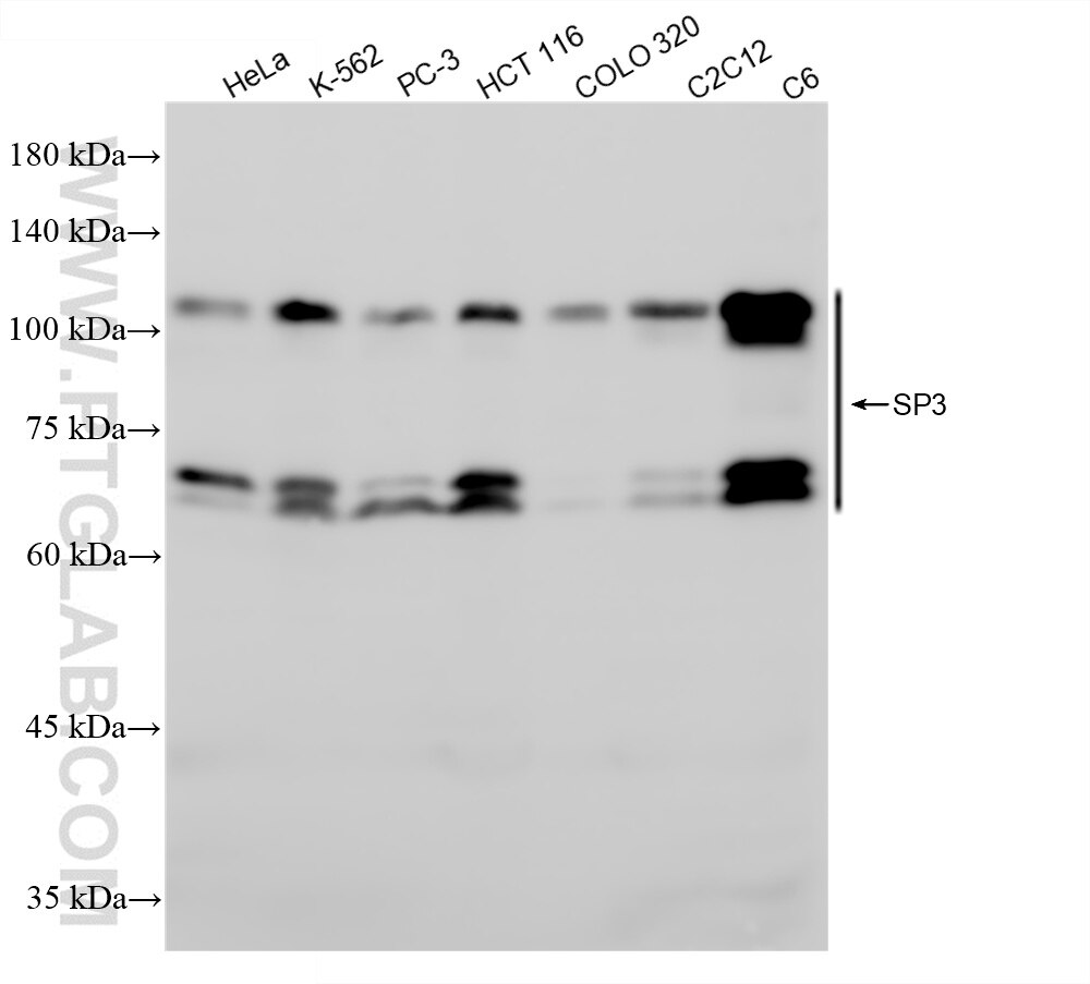 Western Blot (WB) analysis of various lysates using SP3 Recombinant antibody (85050-1-RR)