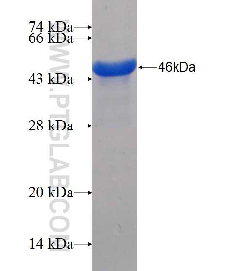 SP3 fusion protein Ag25082 SDS-PAGE