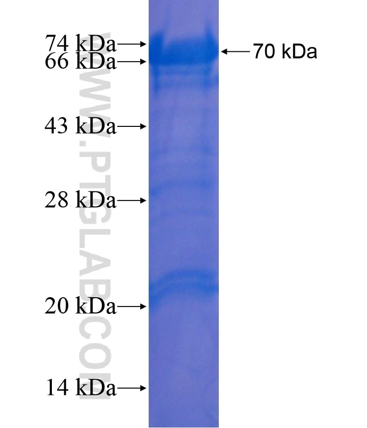 SP3 fusion protein Ag17800 SDS-PAGE