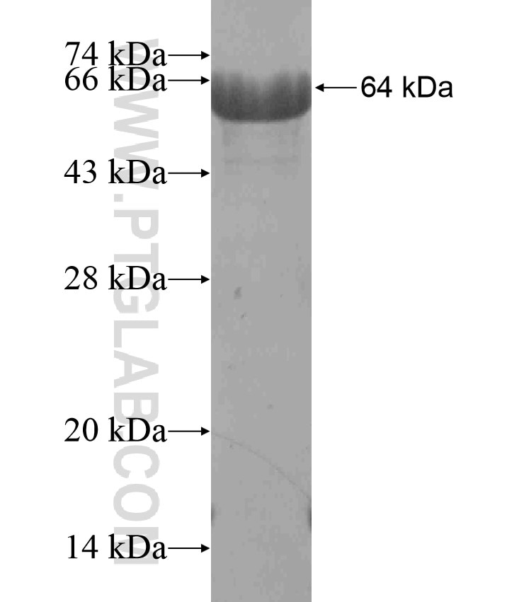 SP3 fusion protein Ag17881 SDS-PAGE