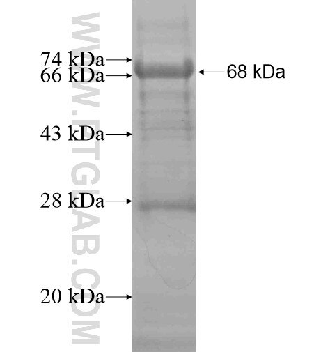 SP4 fusion protein Ag16089 SDS-PAGE